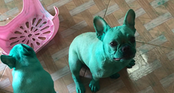 Psi se obojili jestivom bojom i nasmijali cijeli internet svojim Hulk izgledom
