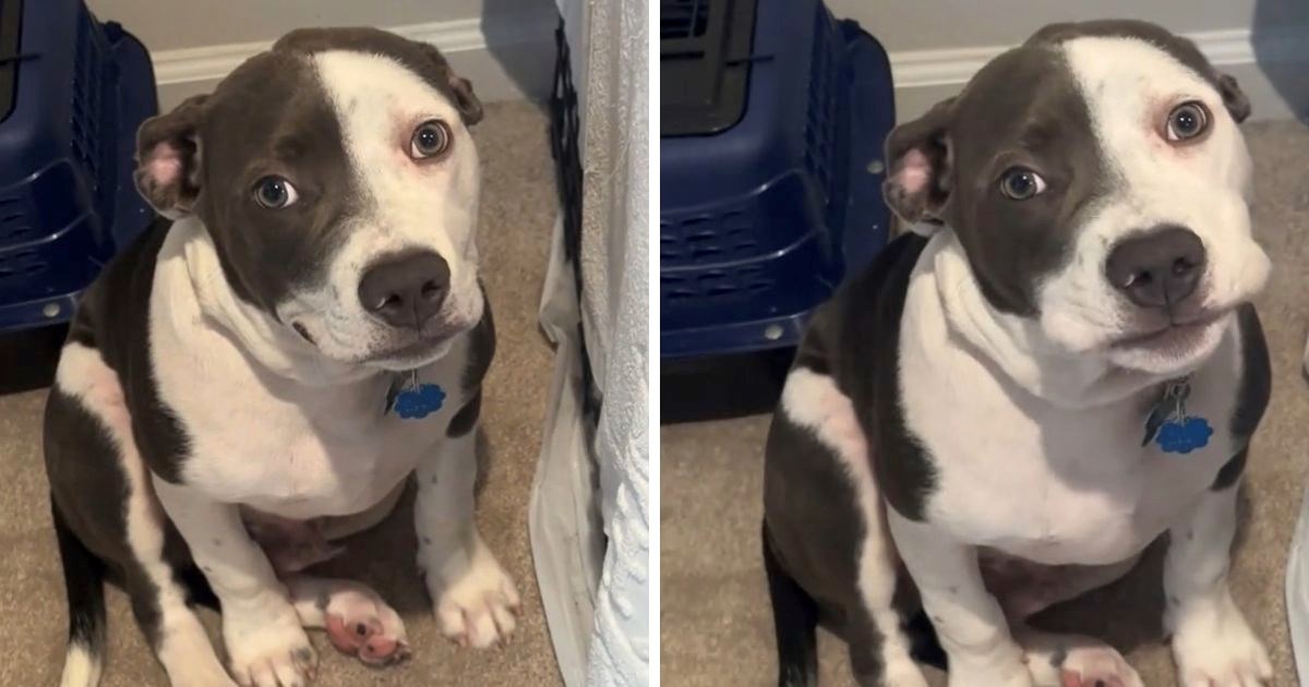 Vlasnik uhvatio pit bulla nakon što je uništio krevet, pogledajte njegovu reakciju