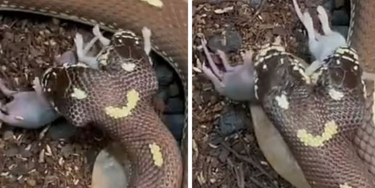 Snimka dvoglave zmije kako sa svakom glavom proždire po jednog miša postala hit