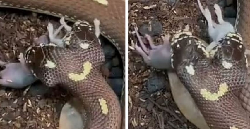 Snimka dvoglave zmije kako sa svakom glavom proždire po jednog miša postala hit