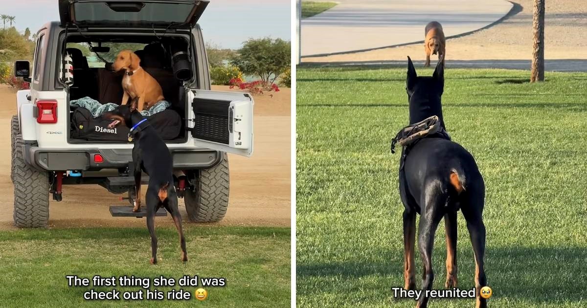 Doberman prepoznao prijateljicu nakon više mjeseci, njegova reakcija je preslatka