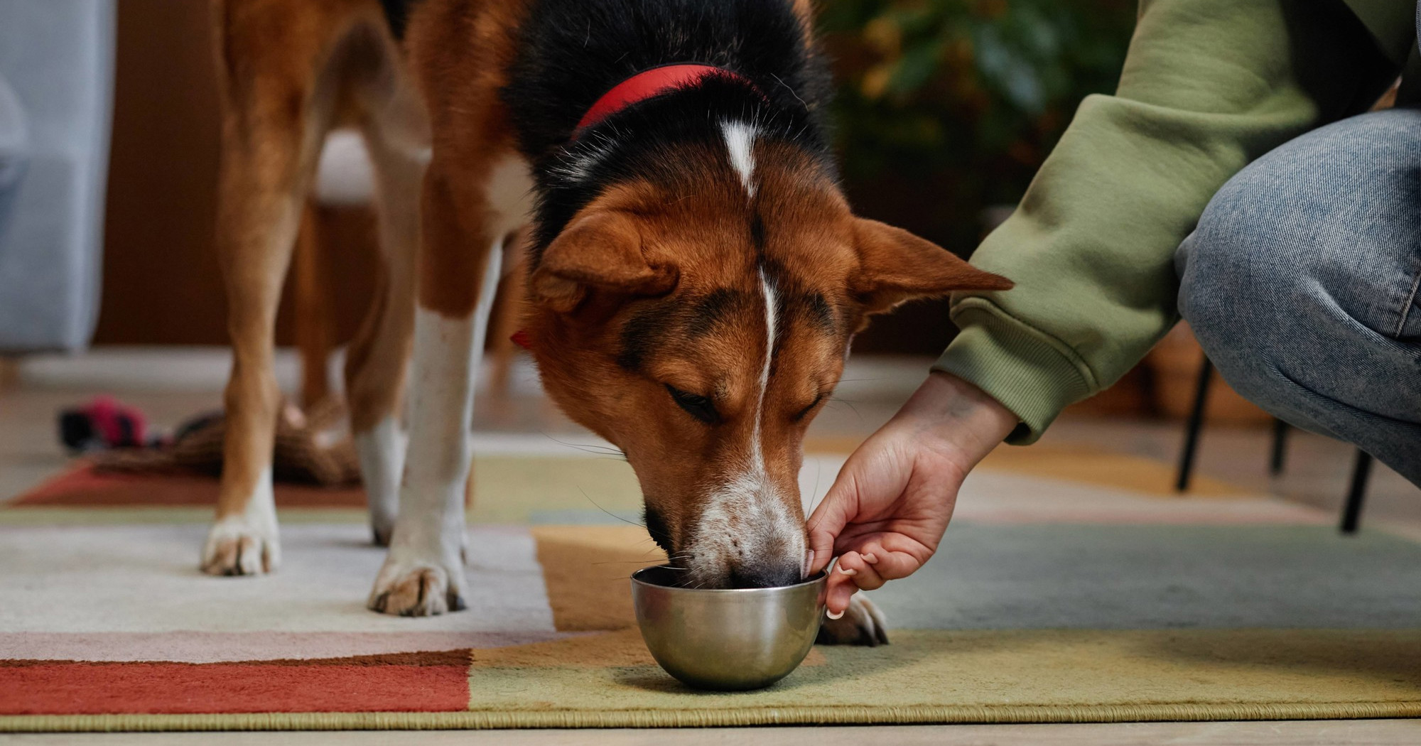 Veterinar podijelio tri jednostavna savjeta za dulji život vašeg psa