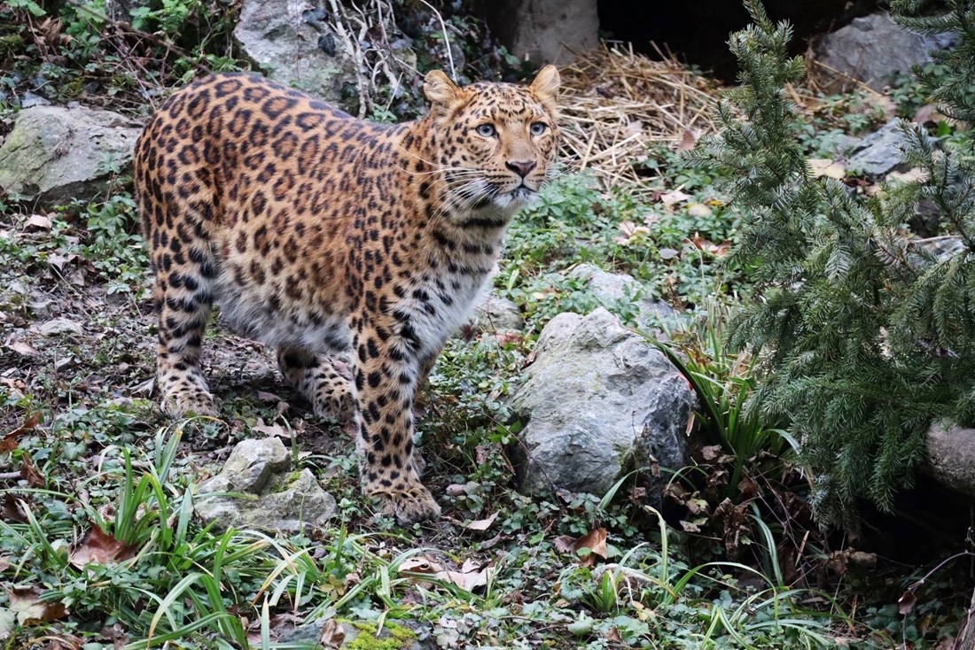 U četvrtak u zagrebačkom ZOO-u životinje dobivaju raskićena božićna drvca