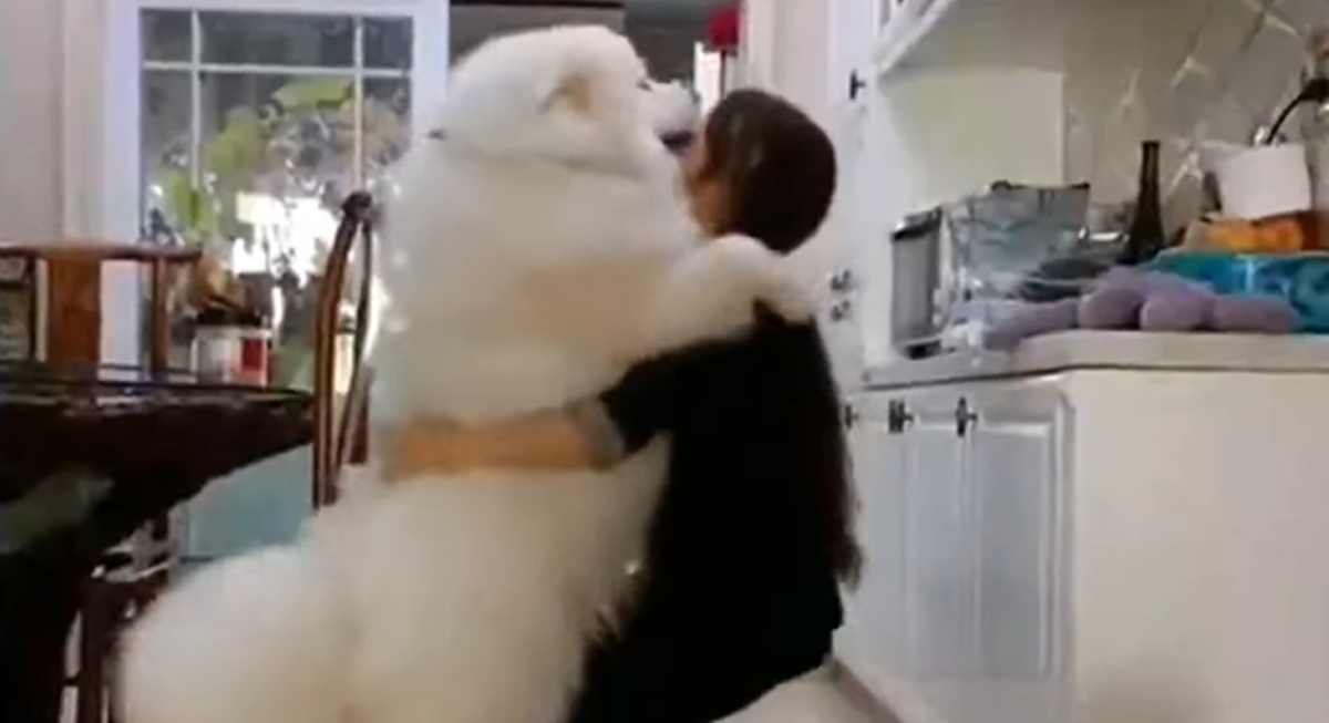 Ovaj samojed nije svjestan svoje veličine i obožava kada ga vlasnica nosi