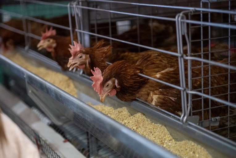 Ptičja gripa H9N2 stigla u Europu. Prvi zaraženi čovjek u Italiji