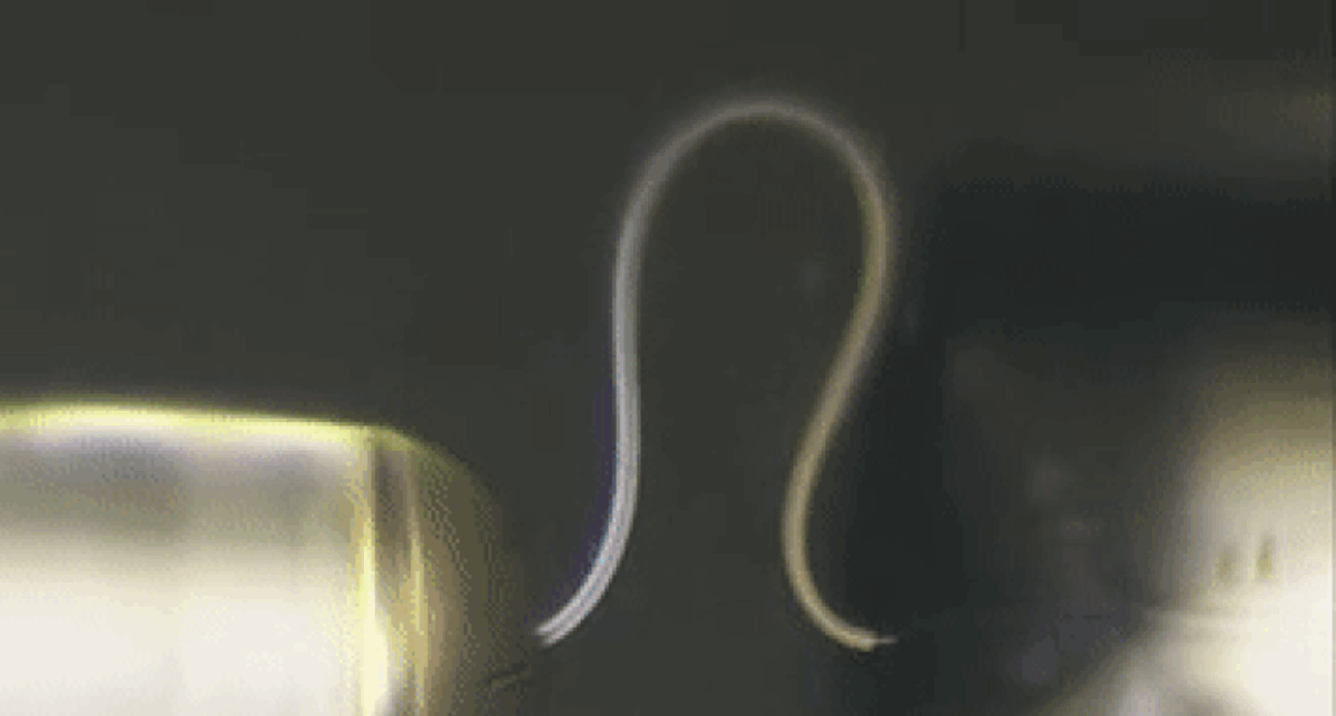 VIDEO Izumljen led koji se može savijati