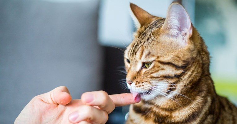 Znate li zašto vas mačke ližu?