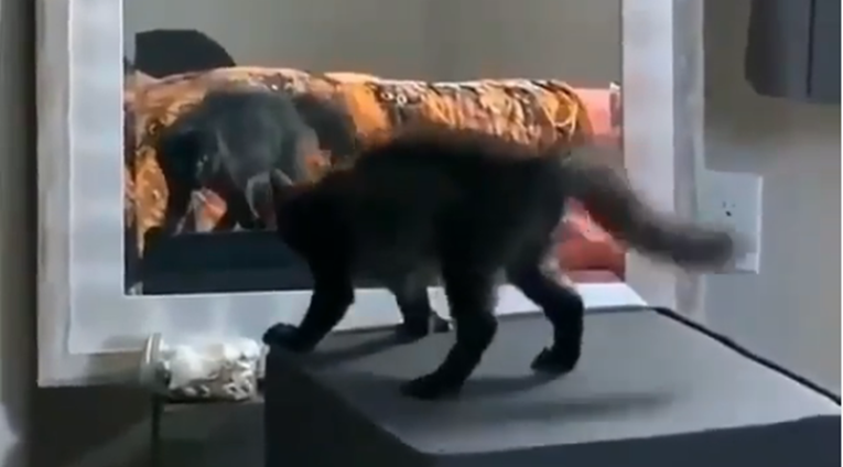 Mačka ne može sakriti koliko je oduševljena svojim odrazom u zrcalu