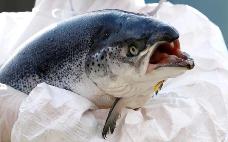 Znanstvenici lososima dali kokain pa pratili što rade