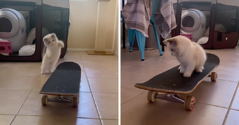 VIDEO Ovaj mačić obožava skateboard i ide mu odlično
