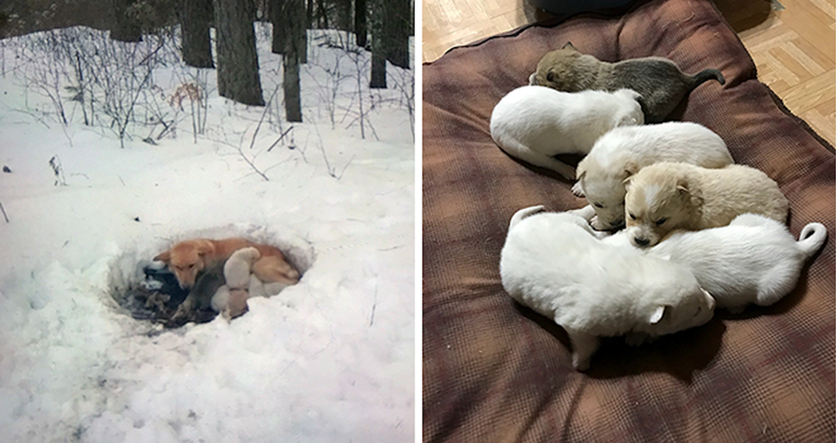 Štenci preživjeli zimu i snijeg zahvaljujući kujici koja ih je štitila tijelom