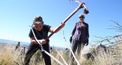 Pošumljavanje opožarene Dalmacije: U dva dana posađeno 10 tisuća stabala