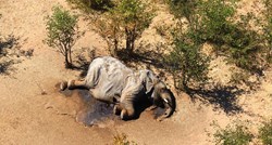 U Zimbabveu uginulo 11 mladih slonova