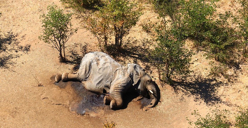 U Zimbabveu uginulo 11 mladih slonova