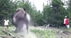 Bizon napao 9-godišnju djevojčicu u nacionalnom parku Yellowstone