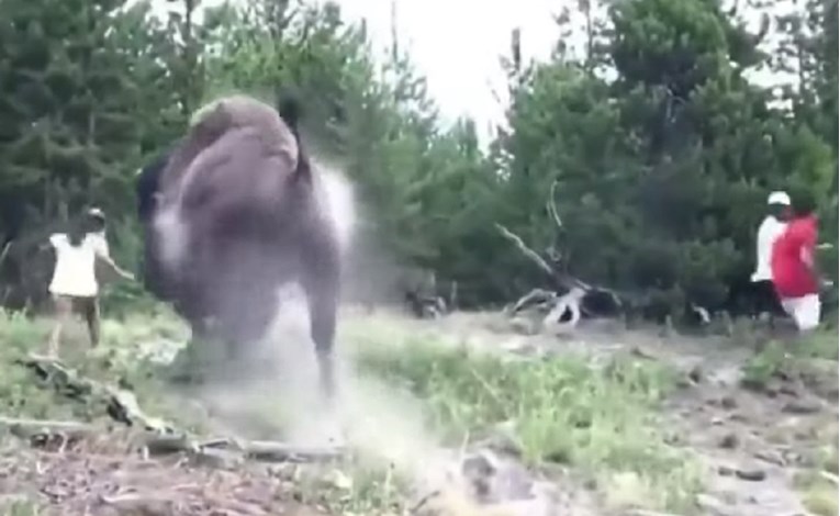 Bizon napao 9-godišnju djevojčicu u nacionalnom parku Yellowstone