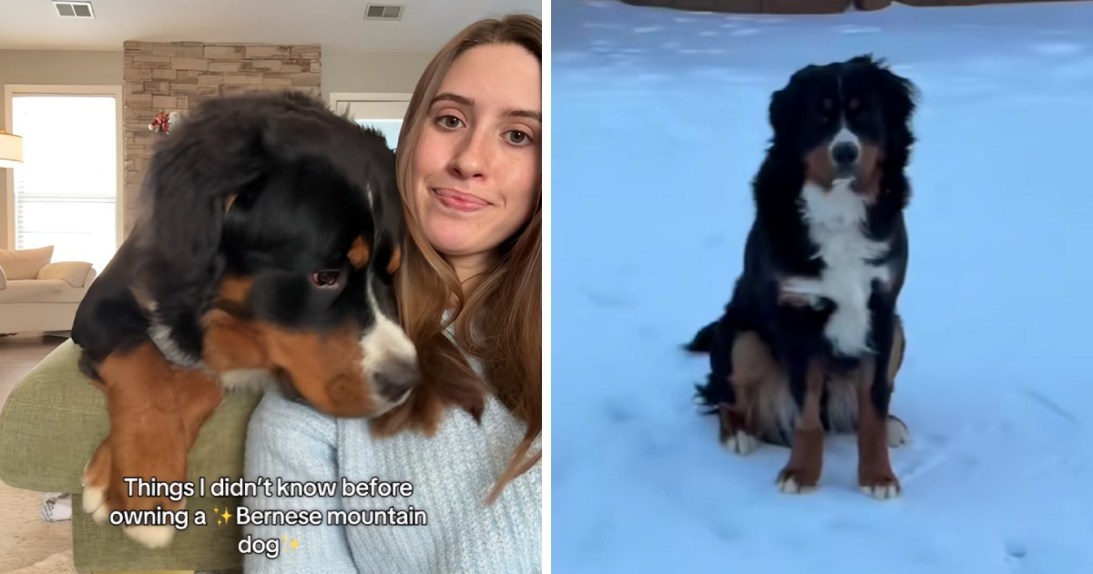 Život s bernskim planinskim psom: Franklin je zvijezda TikToka