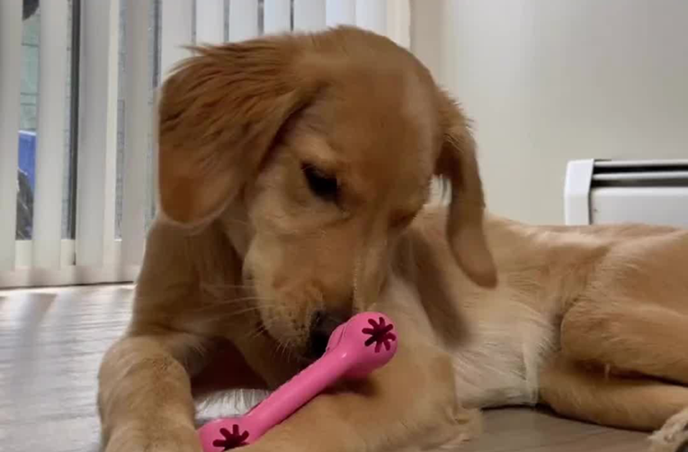 Ove igre će vaš pas obožavati