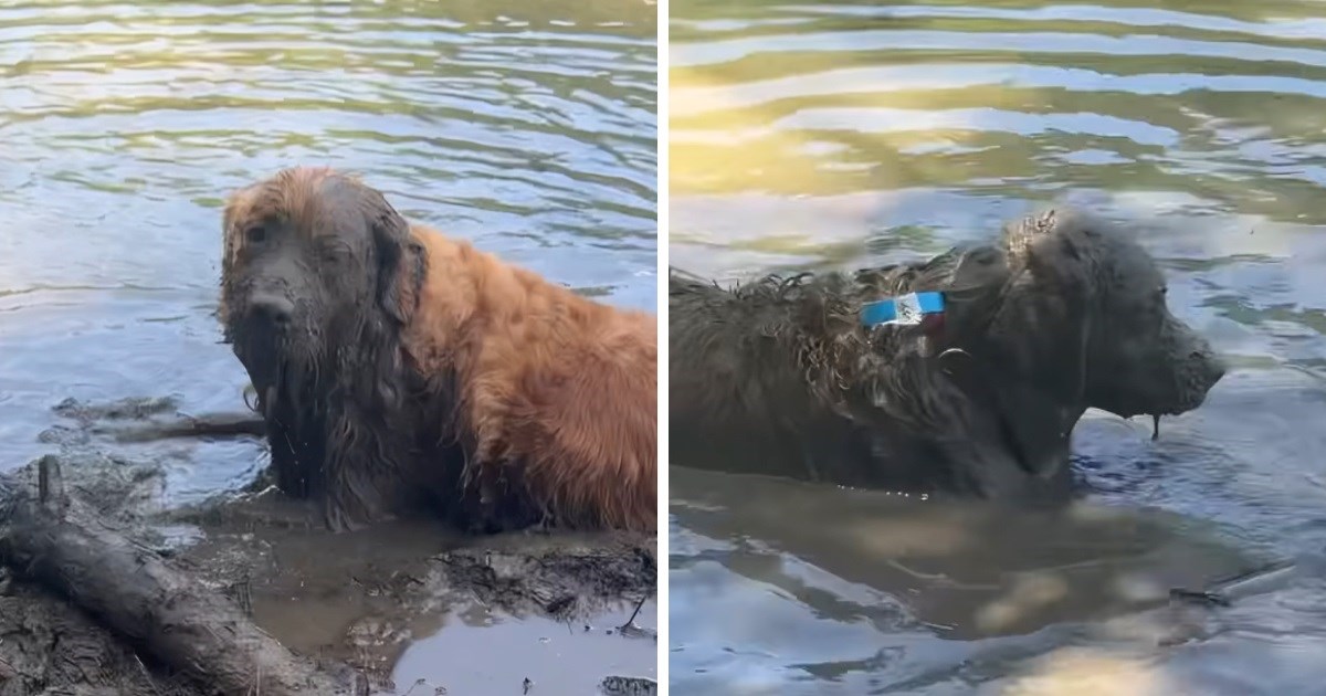 Retriverica ušla u blato i počela se valjati, na kraju je izgledala neprepoznatljivo