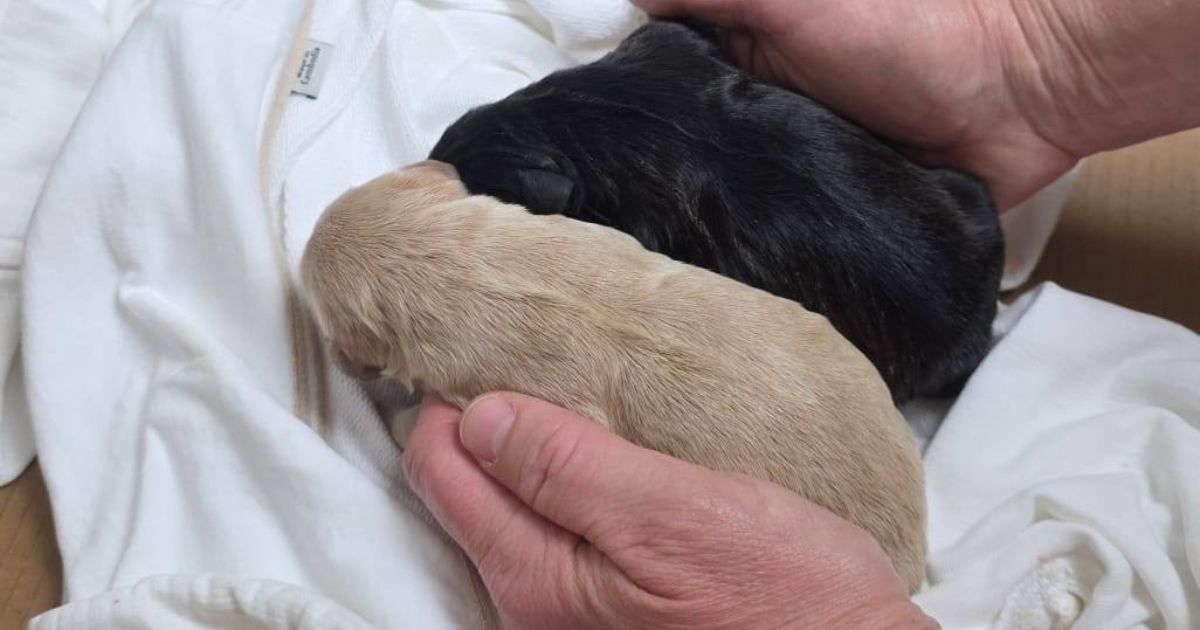 Turistica u centru Hvara spasila štence iz kante za smeće. Stari su tek nekoliko sati