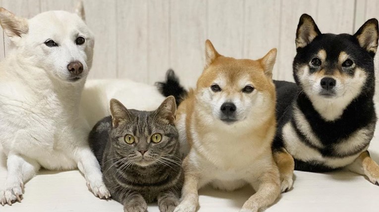 Mačka stigla u obitelj s tri psa, ubrzo se počela ponašati poput njih