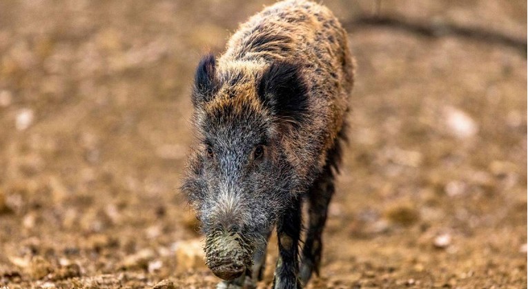 Afrička svinjska kuga stigla u Zadarsku županiju. "Lovci misle da je leš podmetnut"