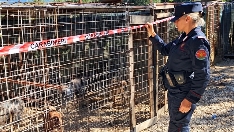 Teški lanci, steroidi i borilište: U Italiji otkrivena mreža ilegalnih borbi pasa