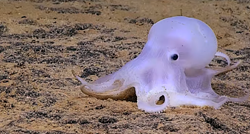 Ova je hobotnica zbog svoje specifične boje dobila ime Casper