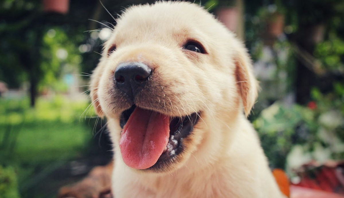 Misija Štene: Talijanska policija baki dostavila unukov poklon - štene