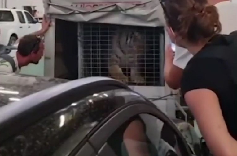 Prijatelji životinja podnijeli prijave zbog tigra na trajektu: "Ovo je zlostavljanje"