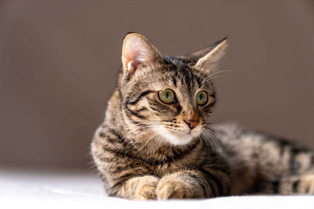 10 zanimljivosti o tigrastim mačkama koje možda niste znali 🐾