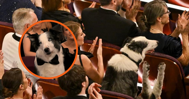 Ljudi umiru od smijeha jer su saznali kako je zapravo ovaj pas pljeskao na Oscarima