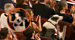 Ljudi umiru od smijeha jer su saznali kako je zapravo ovaj pas pljeskao na Oscarima