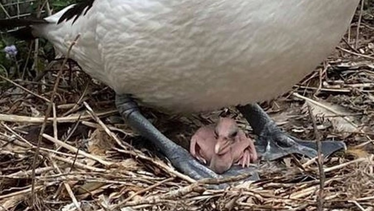 Pelikani su 6 godina čekali na bebe, nisu skrivali sreću kad se jaje konačno izleglo