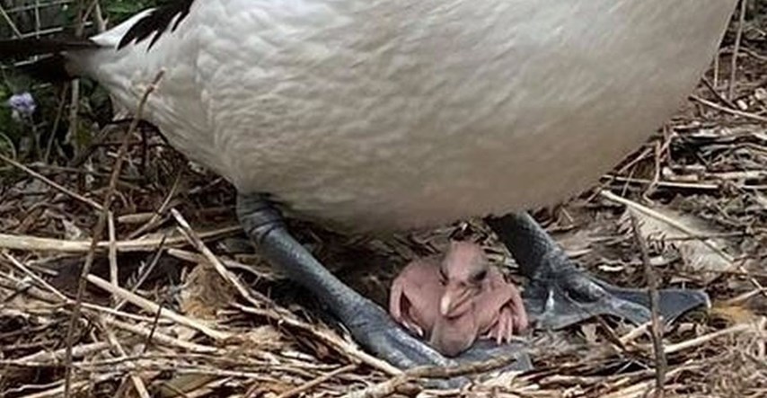 Pelikani su 6 godina čekali na bebe, nisu skrivali sreću kad se jaje konačno izleglo