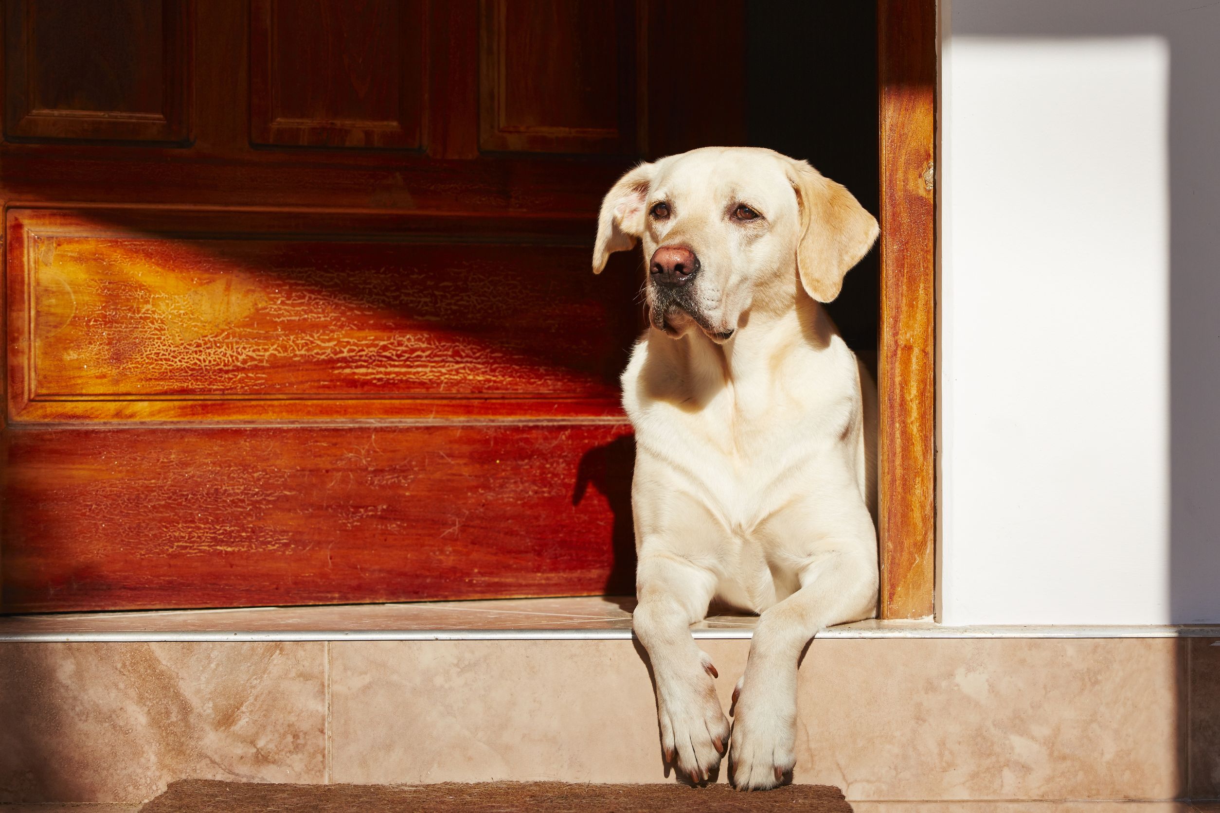 Snimao je svoju labradoricu kada je bila sama doma, evo što je učinila
