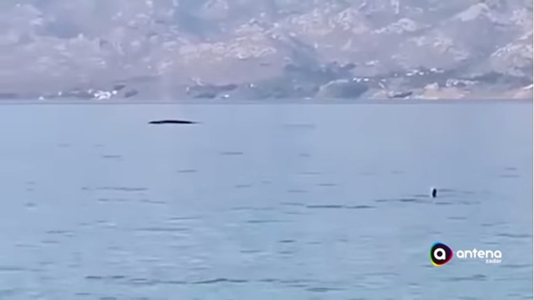 A whale emerged in the Velebit Channel only 200 meters away from swimmers