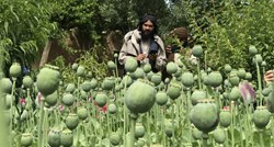 Proizvodnja opijumskog maka u Afganistanu pala za 95% nakon zabrane talibana