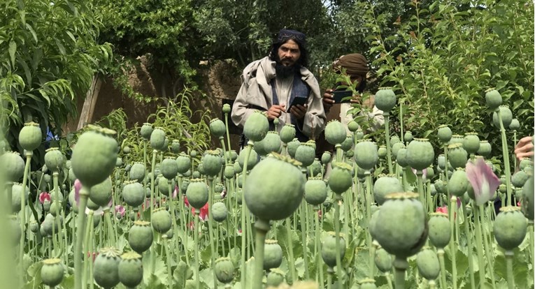 Proizvodnja opijuma u Afganistanu pala za 95%, to bi moglo dovesti do novih problema