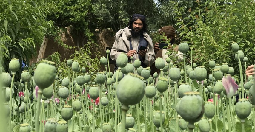 Proizvodnja opijumskog maka u Afganistanu pala za 95% nakon zabrane talibana
