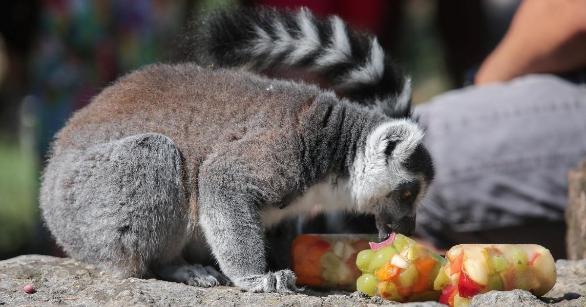 VIDEO Lemuri u zagrebačkom ZOO-u se rashladili sladoledom