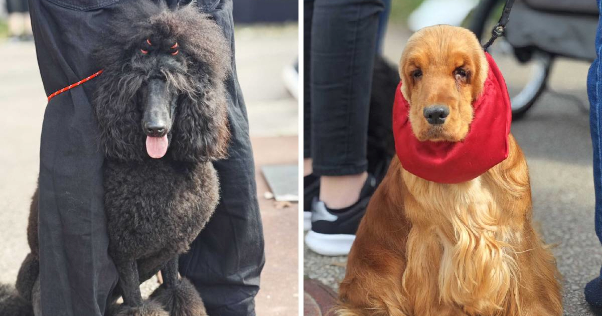 Posjetili smo izložbu pasa u Zaprešiću, pogledajte te preslatke ljubimce 🐶