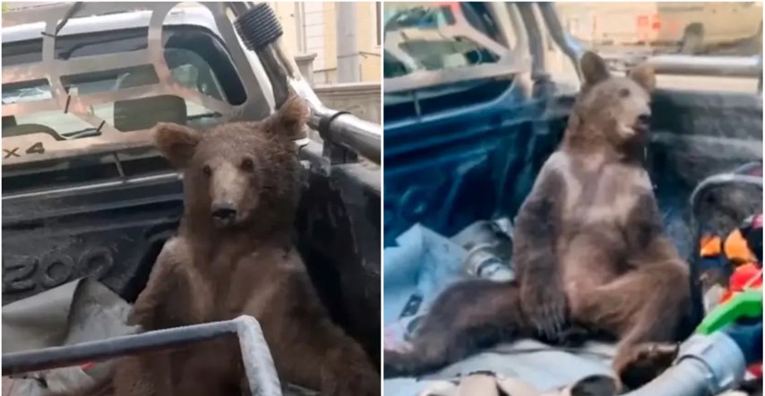 Omamljeno mladunče smeđeg medvjeda spašeno nakon što se prejelo "ludog meda"