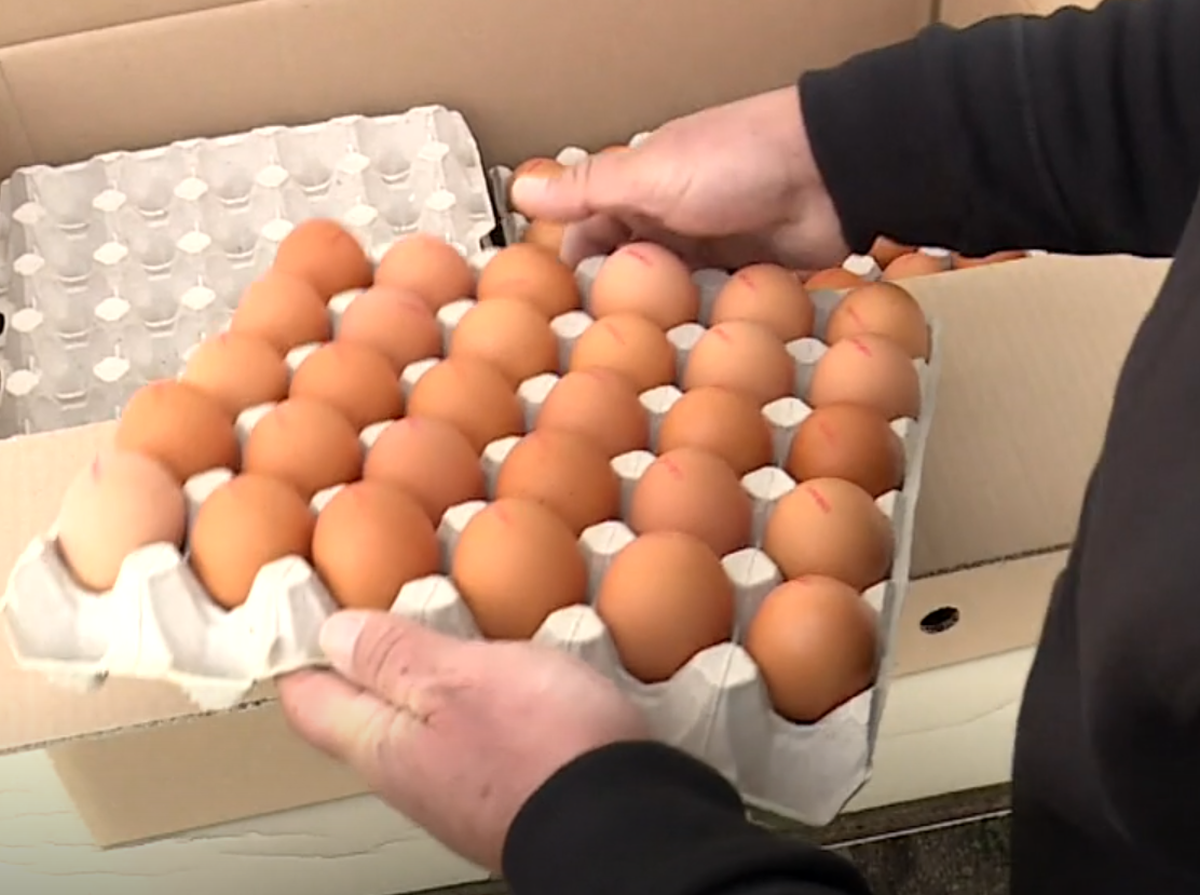 Jaja iz slobodnog uzgoja sve traženija