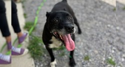 U Velikoj Gorici pronađen stariji pas. Traži mu se stalan dom