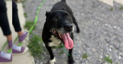 U Velikoj Gorici pronađen stariji pas. Traži mu se stalan dom