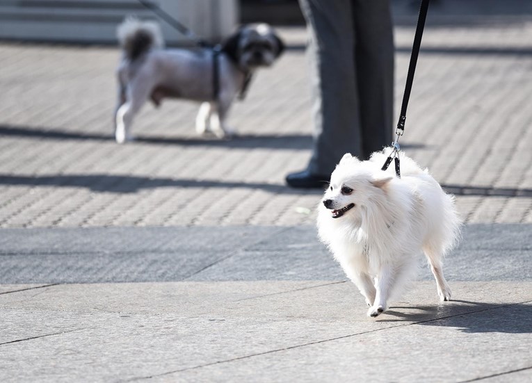 Sunčanu nedjelju Zagrepčani iskoristili za šetnju s ljubimcima
