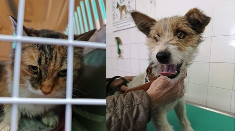 Podržali ih i poznati: Prijatelji životinja skupili pozamašan iznos za kastraciju