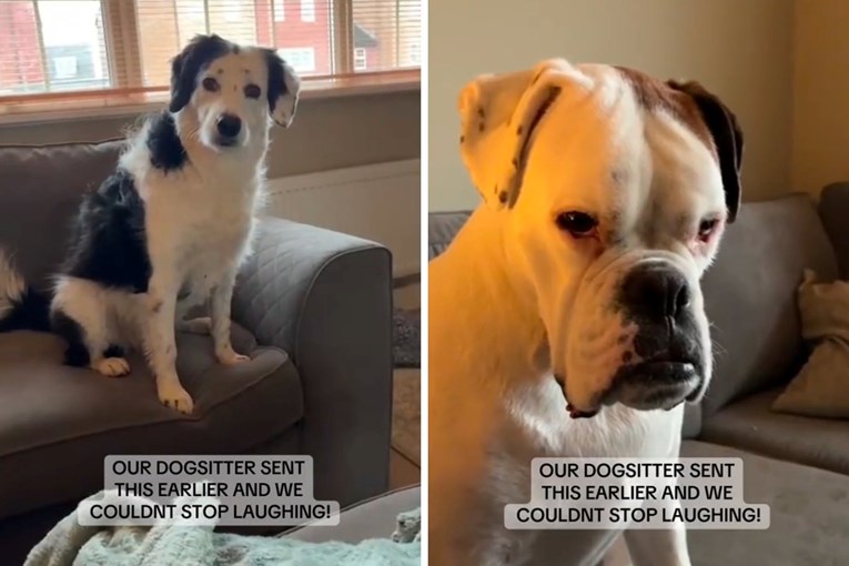 Bokser nasmijao internet reakcijom na dadilju, video je hit