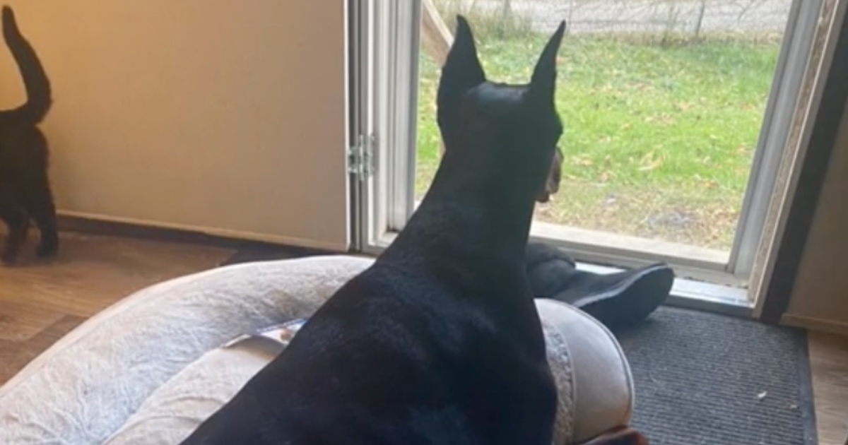 Mačka legla u dobermanov krevet, silom ju je pokušao izbaciti